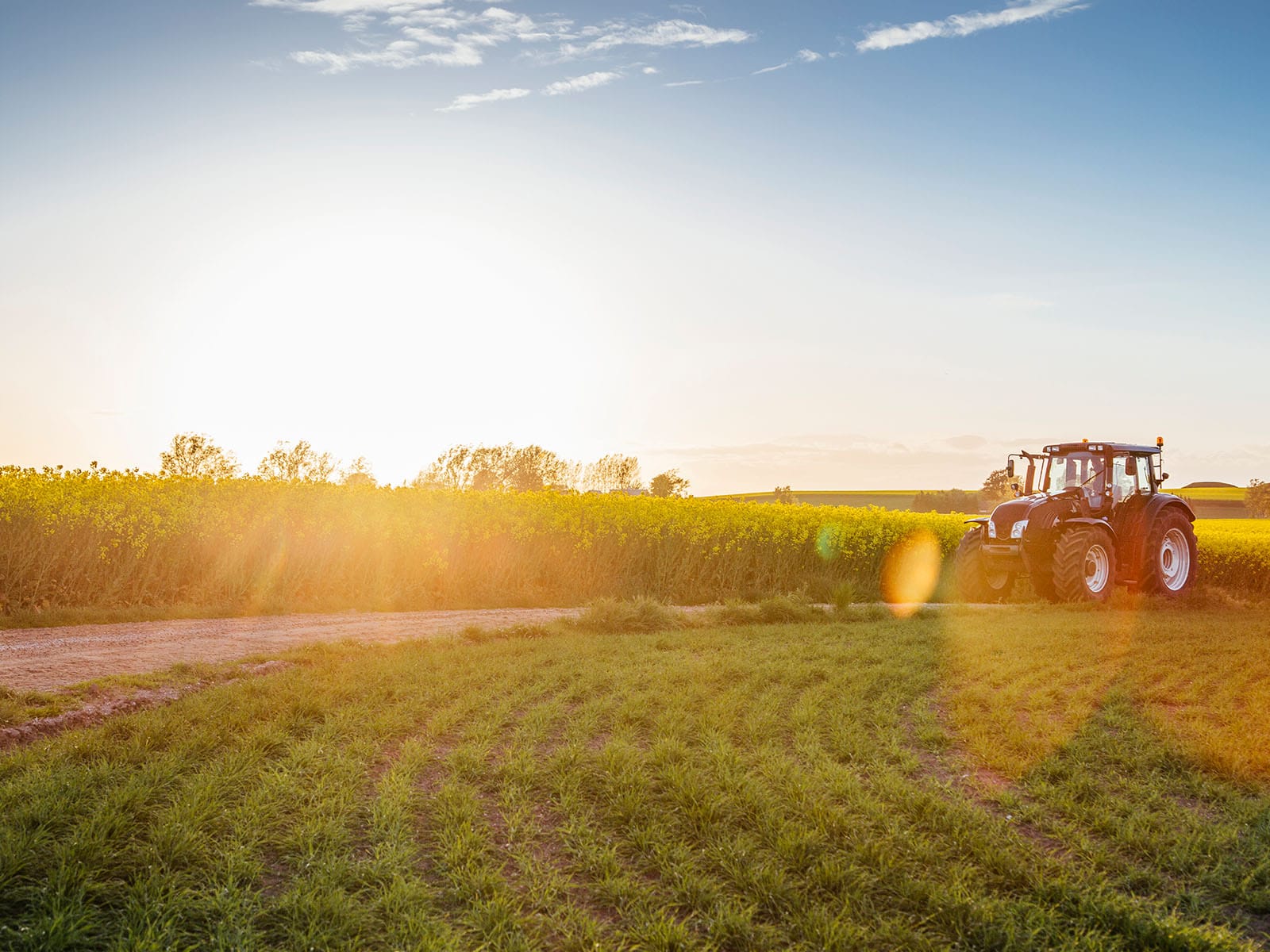 Tractor Working in Golden Hour on a Farm A tractor operating in a sunlit farm field during golden hour, with lush green crops and a clear sky.